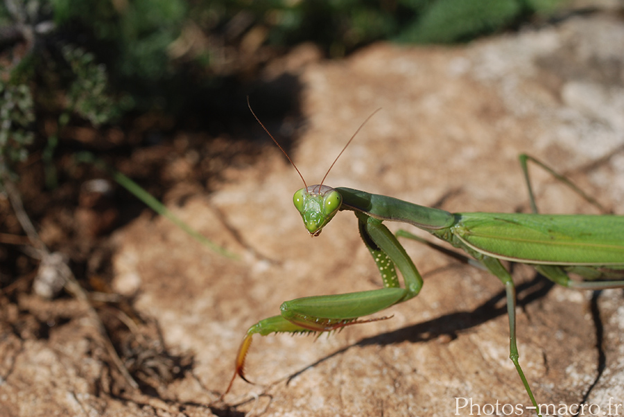 Mantis religiosa